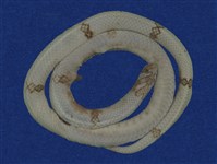 藏品(赤腹松柏根)的圖片